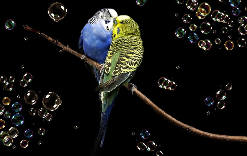 Kiss, black, by cehenot, parrot, branch, green, bird, feather, bubbles, parakeets, blue, HD wallpaper