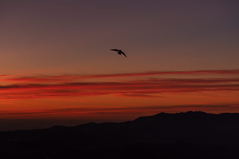 bird, silhouette, dark, dusk, sky, HD wallpaper