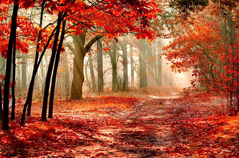 Path in autumn forest, fall, red, pretty, falling, bonito, foliage ...