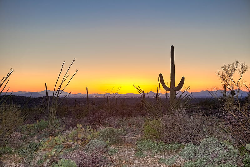 Desert sunrise, sun, nature, sunrise, cactus, other, HD wallpaper