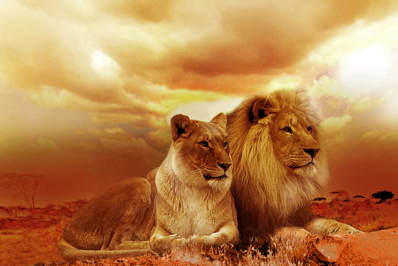 African Lion And Lioness, lion, lioness, animals, HD wallpaper