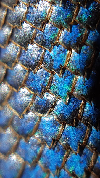 HD dragon scales wallpapers | Peakpx