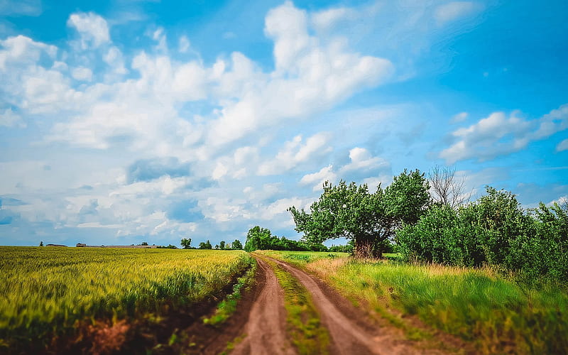 field, oblast, kirovohrad oblast, trees, road, ukraine, kirovograd, HD wallpaper