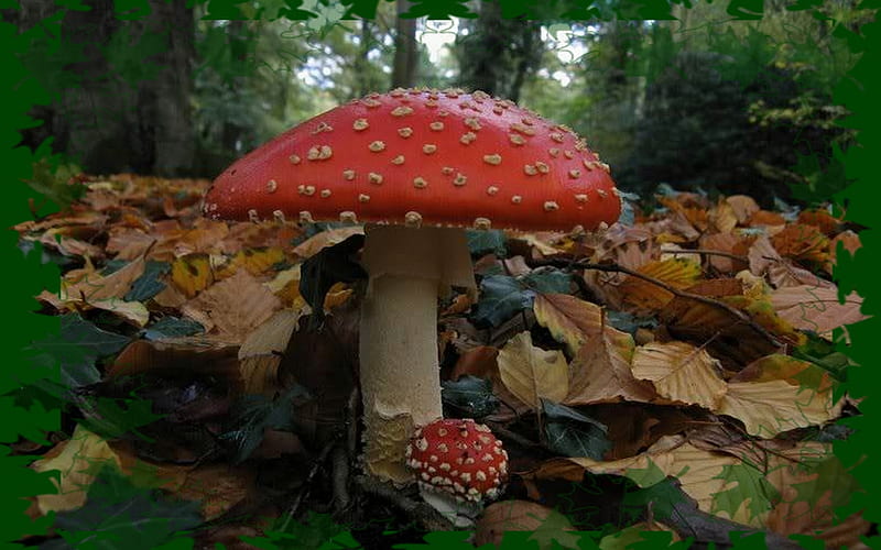 magic mushrooms 2, forest, mushrooms, HD wallpaper