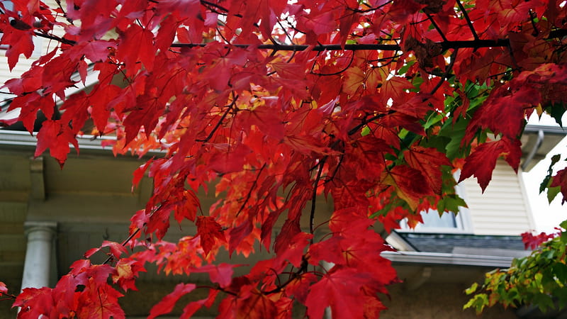 Red Autumn, scenic autumn, red leaves, red trees, HD wallpaper | Peakpx