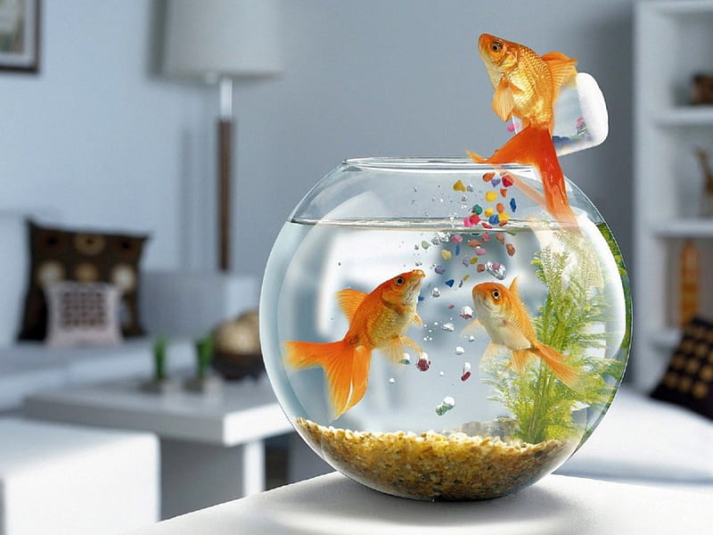fish jump, water, stones, bowl, goldfish, HD wallpaper
