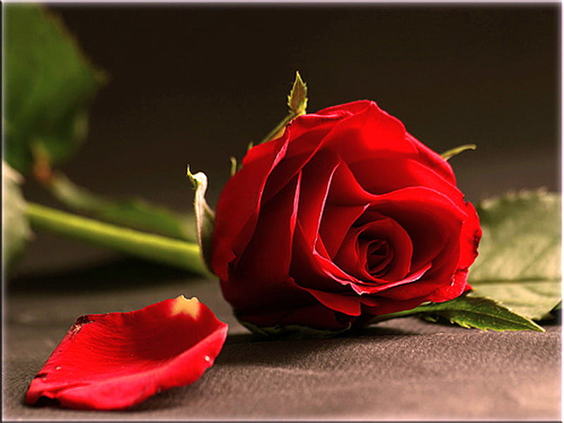 For Deborah, red, green, rose, gift, petal, HD wallpaper