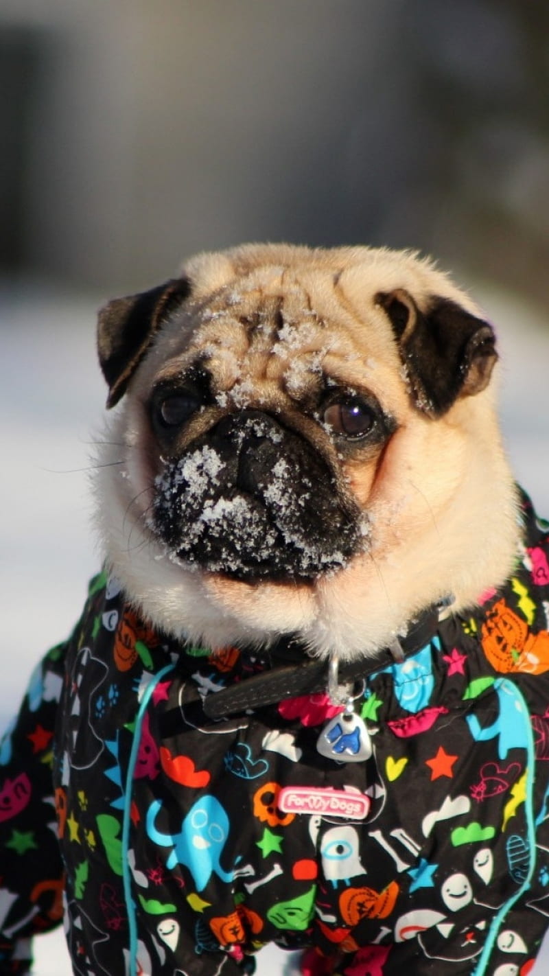Dogg Snow, cat, cats, dog, dogg, face, funny, mops, puppies, snow, super, HD phone wallpaper