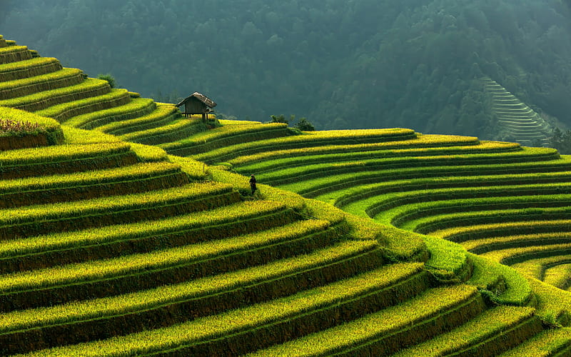 rice fields, Vietnam, green steps, rice terraces, rice cultivation, HD wallpaper