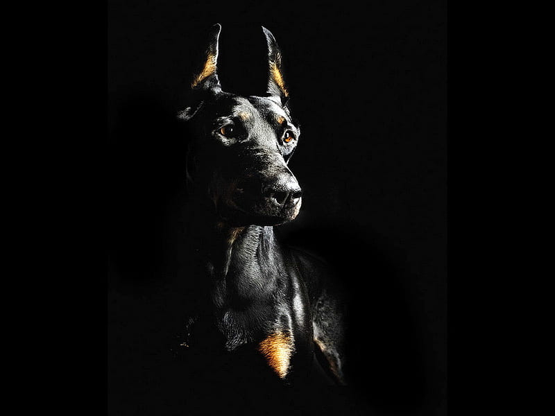 Noble, black and brown, doberman, dog, HD wallpaper