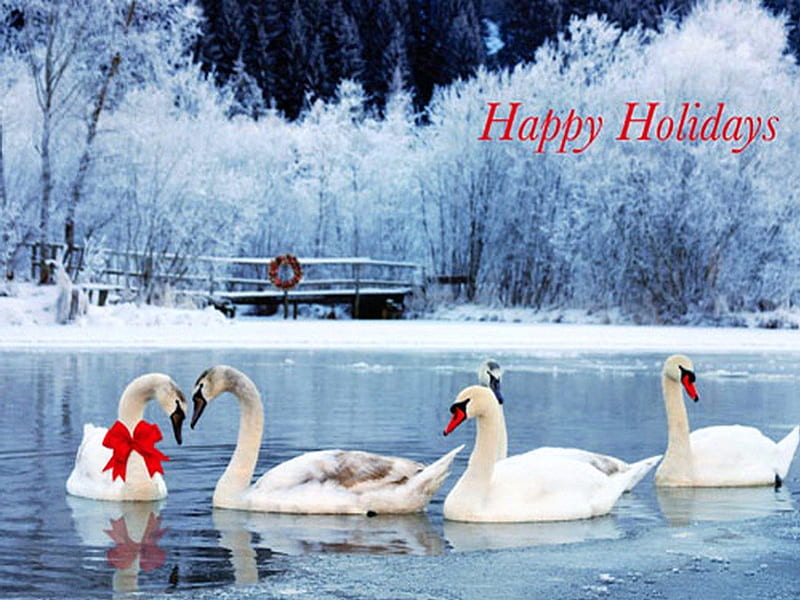 Happy Holidays, red bow, snow, lake, swans, winter, HD wallpaper