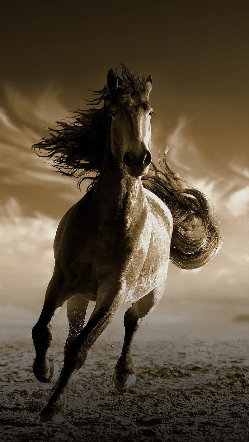 Wild horse, animal, bronze, brown, horse, running, stallion, wild, HD phone wallpaper