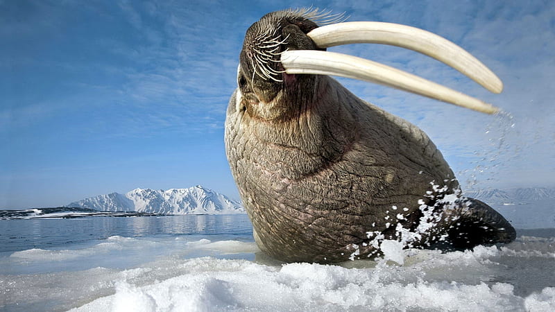 walrus, ice, water, tusk, HD wallpaper