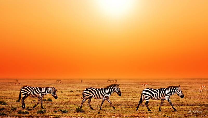Three Zebras, sun, grass, orange, bright, sunshine, zebras, field, plain, HD wallpaper