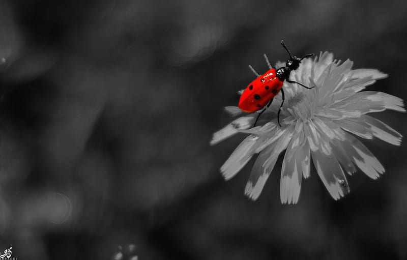Depth of Nature, bug, red, flowers, nature, HD wallpaper
