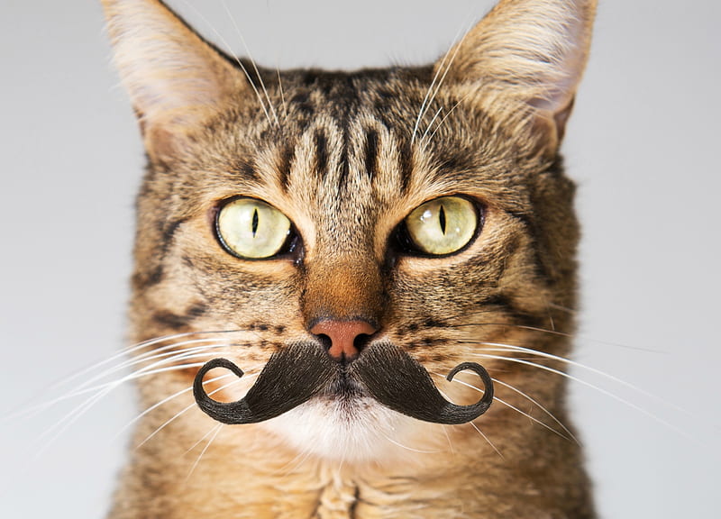 Mr. TomCat, moustache, face, funny, cat, animal, pisica, HD wallpaper