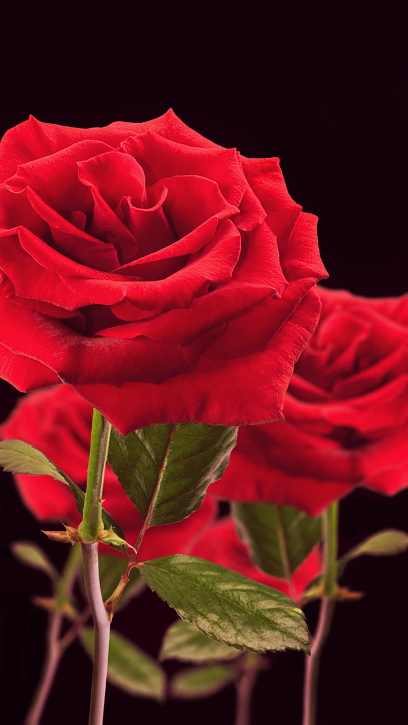 1920x1080px, 1080P free download | Rose, red, HD phone wallpaper | Peakpx