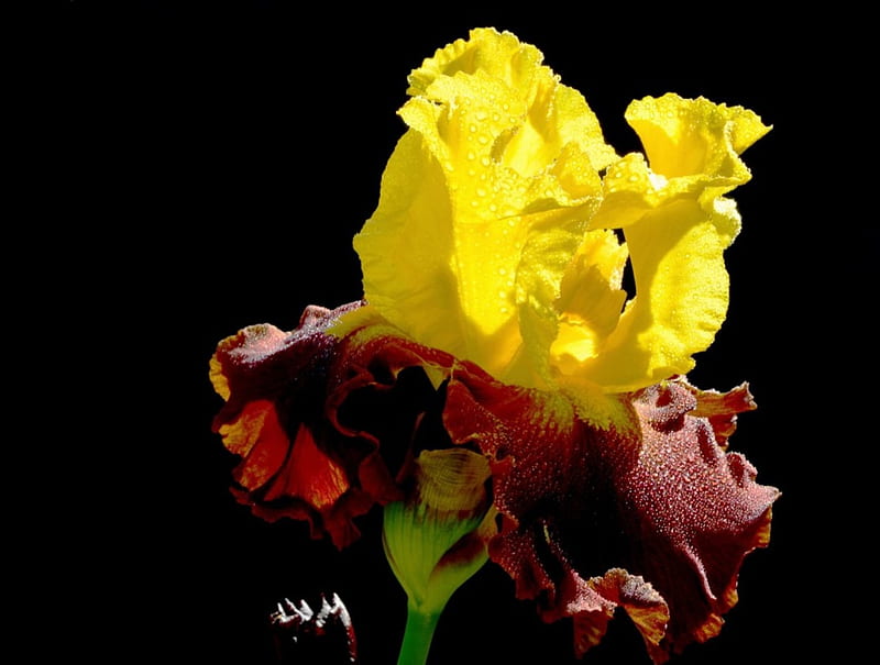 Lovely Iris, red, flowers, yellow, nature, petals, iris, HD wallpaper
