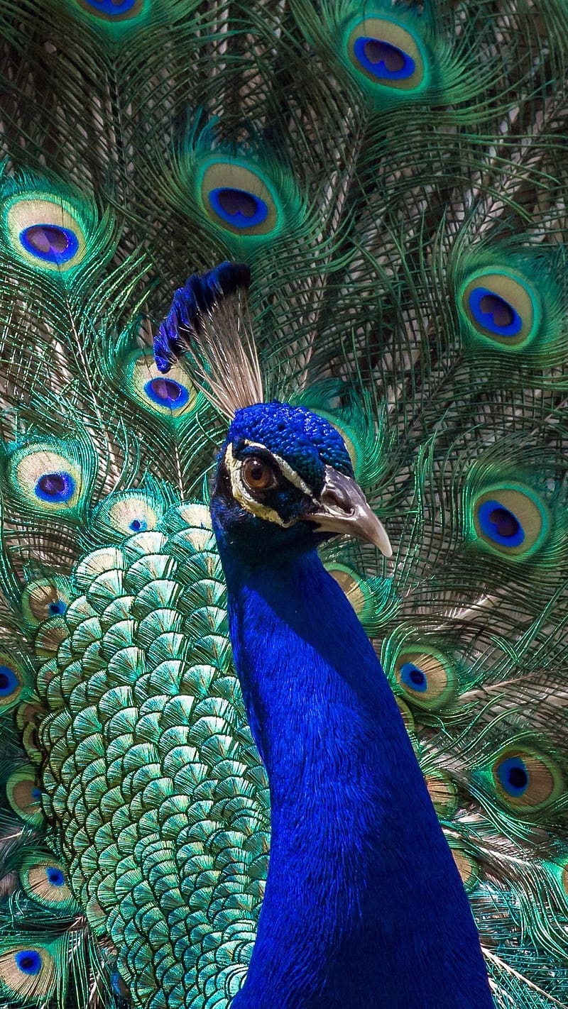 Peacock Feather Live, Frontlook, national bird, HD phone wallpaper