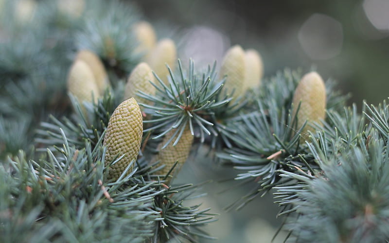 Pine cones, tree, green, pine cone, fir, branch, HD wallpaper