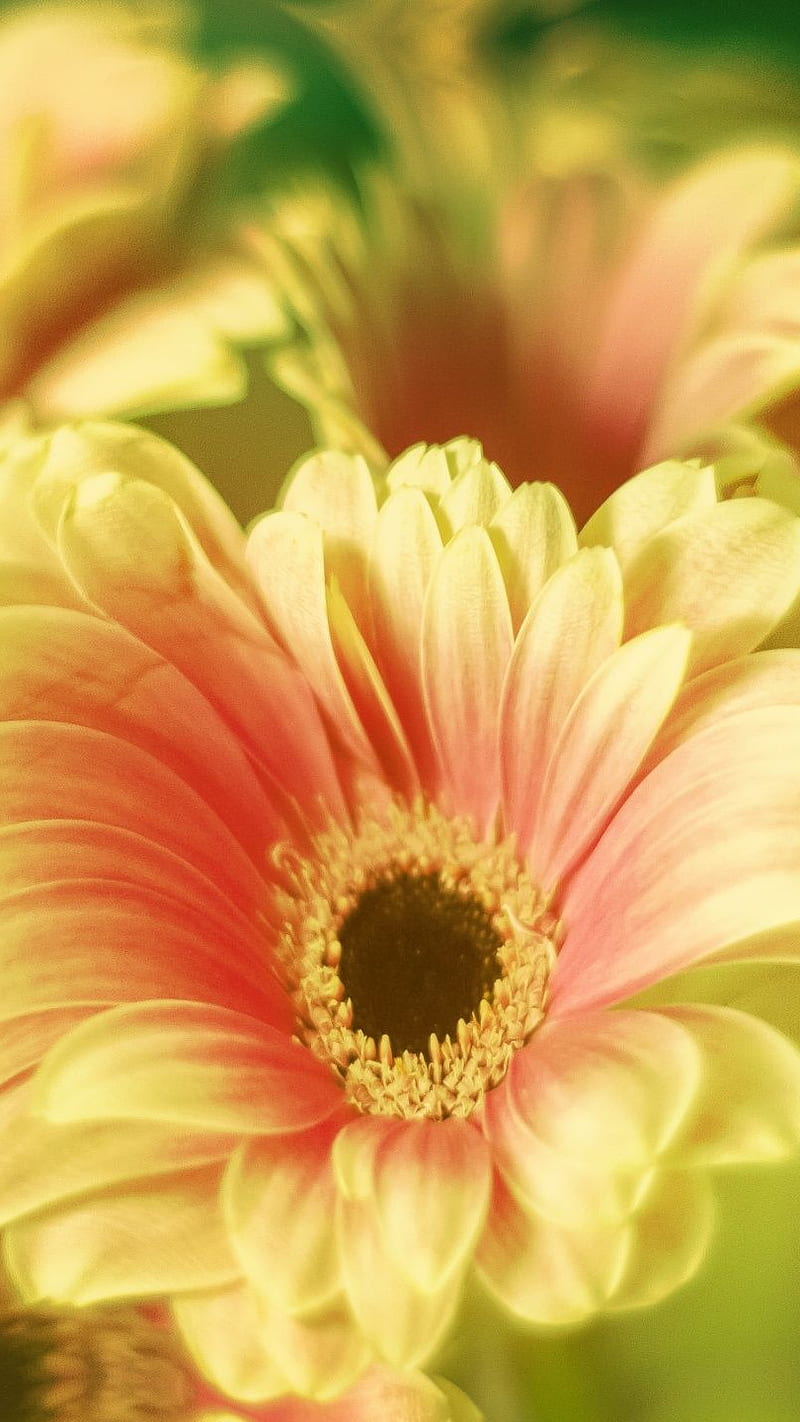 Daisy, flower, yellow, bright, bonito, HD phone wallpaper | Peakpx
