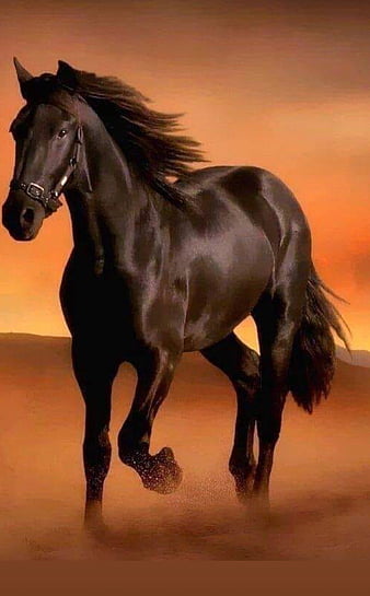 horse wallpaper hd