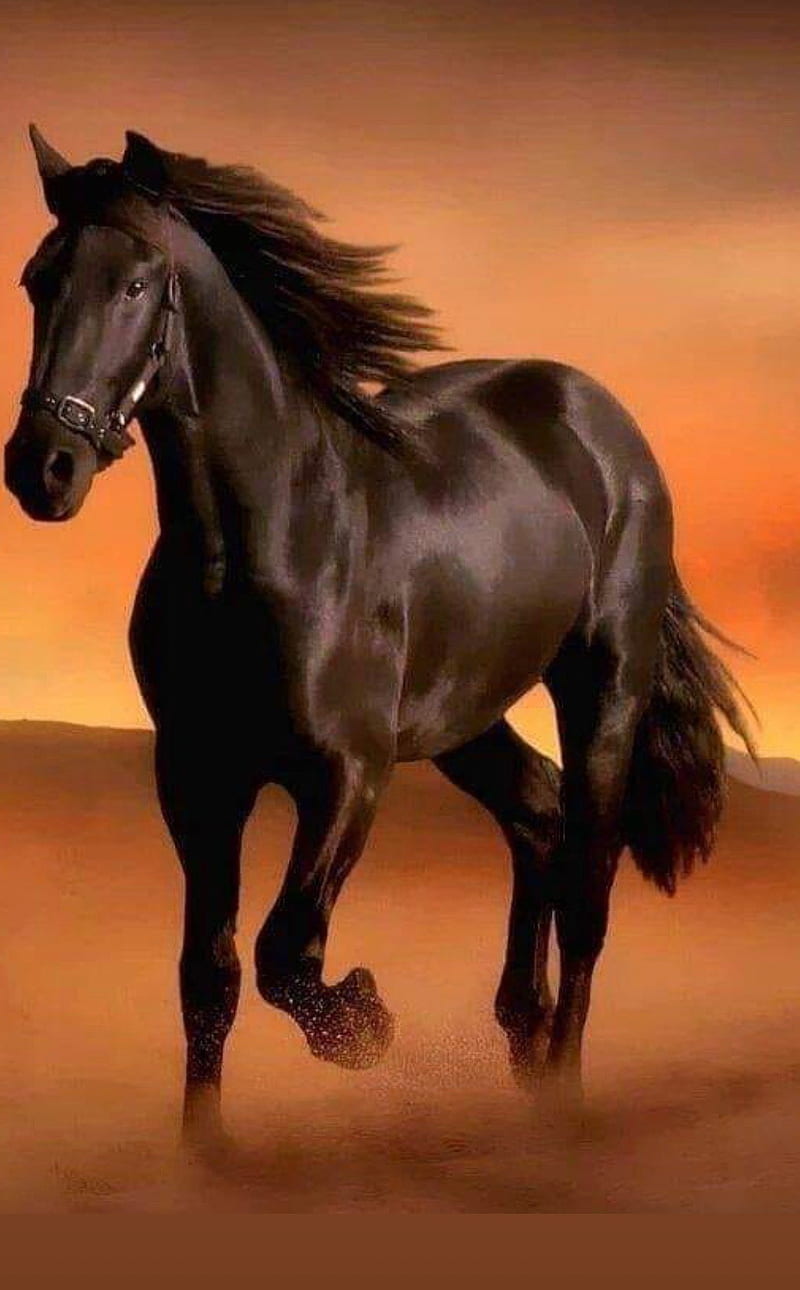 Black, horse, HD phone wallpaper | Peakpx