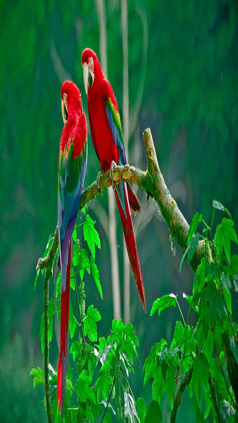 love birds, background, cool, couple, green, nice, parrot, parrots, red, HD phone wallpaper