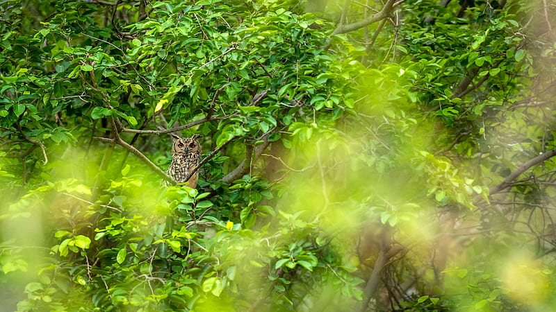 Indian Owl Jhalana Leopard Reserve Jaipur Bing, HD wallpaper