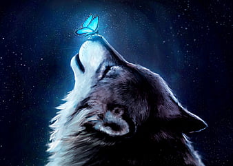 HD butterfly wolf wallpapers  Peakpx