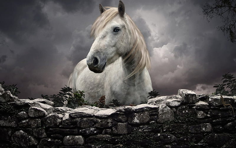 Horse on stones, horse, run, stone, animal, HD wallpaper