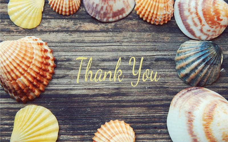 Thank You, words, shells, wood, clams, HD wallpaper
