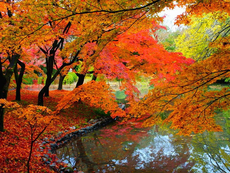 Autumn beauty, tree, autumn, lnature, lake, HD wallpaper | Peakpx