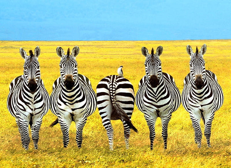 There's one in every crowd, five, backward, different, zebra, plain, HD wallpaper