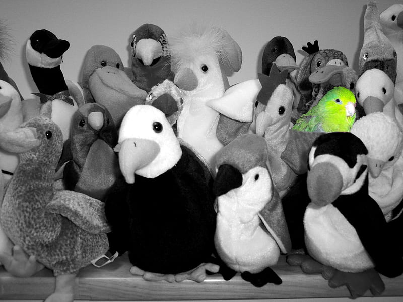 Quinn Hiding, hiding, bird, green, beanie babies, black and white, birds, parrot, HD wallpaper