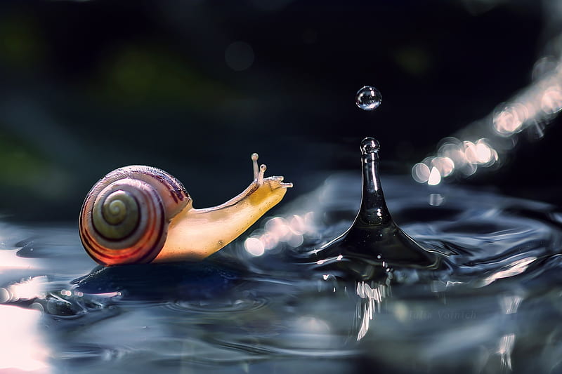 Snail, cute, water, macro, drop, HD wallpaper