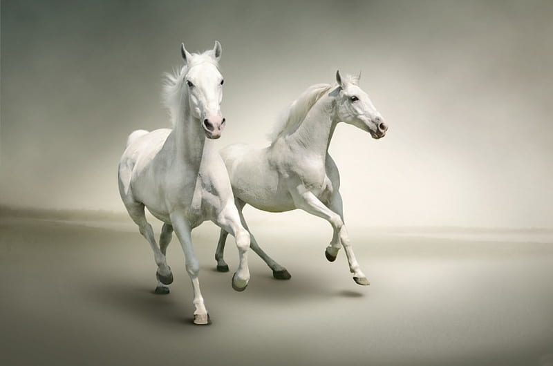 *** Phenomenally beautiful horses moving ***, piekne, zwierzeta, konie, ladowe, HD wallpaper