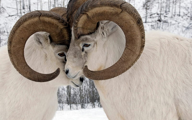 Dall sheep, thinhorn sheep, mountains, national park, Yukon, Canada, HD wallpaper