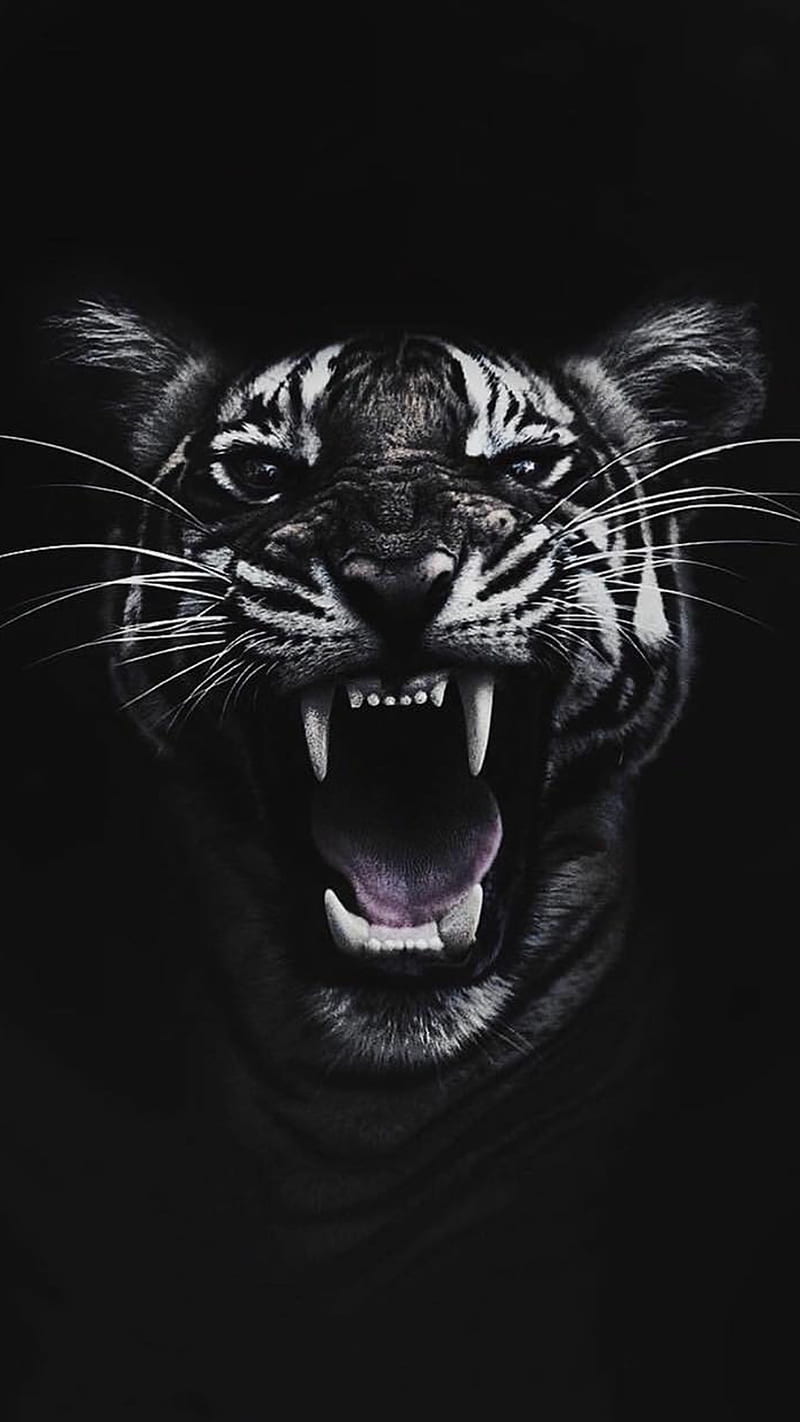 Tiger , 2019, big, black, cats, leopard, lion, HD phone wallpaper