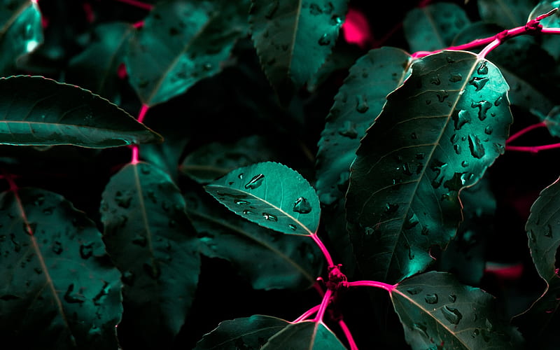 green leaves, rainforest, bushes, dewdrops, water, HD wallpaper
