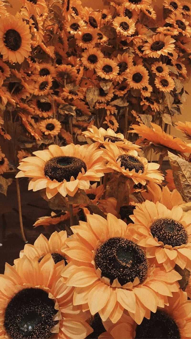 Aesthetic Sunflowers Orange Background, Yellow and Orange Aesthetic, HD phone wallpaper