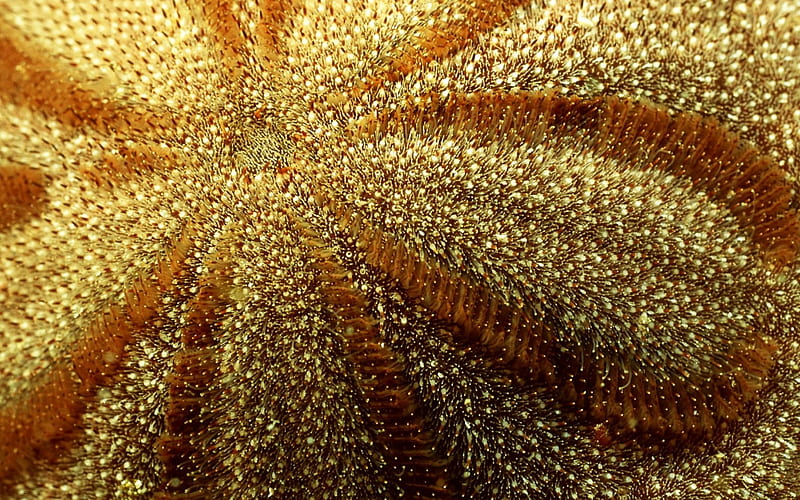 Sea anemone, orange, golden, texture, flower, yellow, animal, HD wallpaper