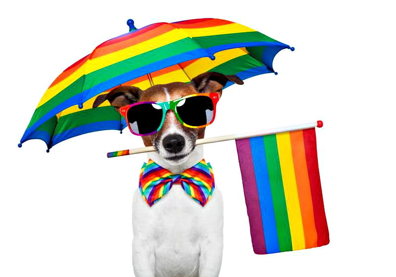 :), colorful, umbrella, caine, rainbow, bow, flag, animal, card, sunglasses, jack russell terrier, summer, funny, dog, HD wallpaper