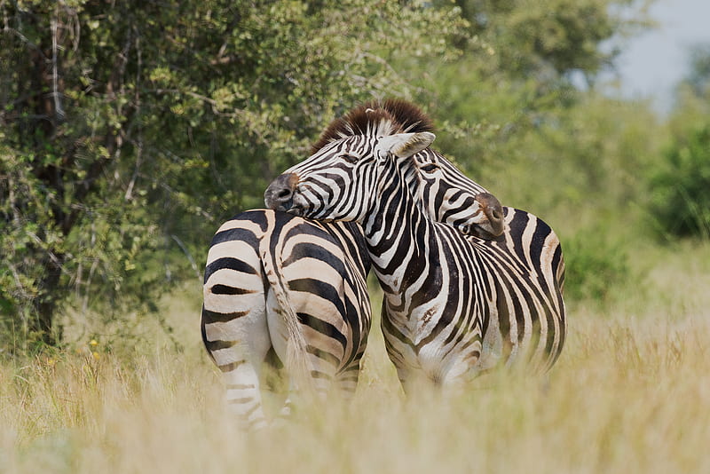 shallow focus graphy of two zebra cuddling at the wildlife, HD wallpaper