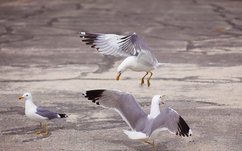 three gulls-Birds high-definition, HD wallpaper