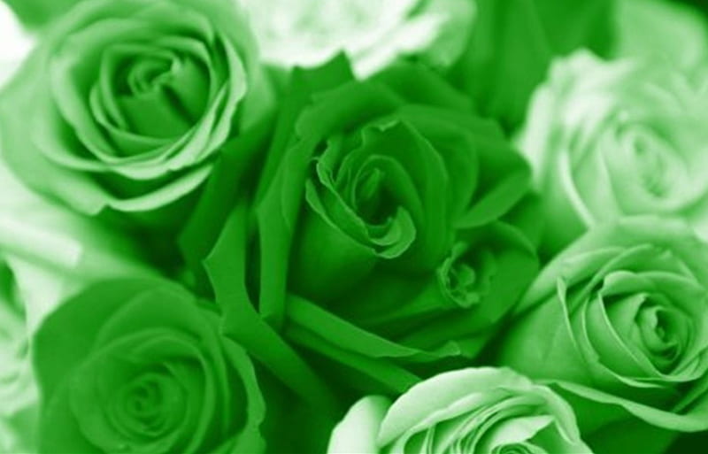 Rosas verdes, flores, rosas, verdes, hermosas, Fondo de pantalla HD | Peakpx