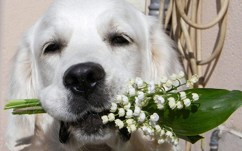 Spring Greetings, blossoms, leaves, lilies of the valley, dog, HD wallpaper