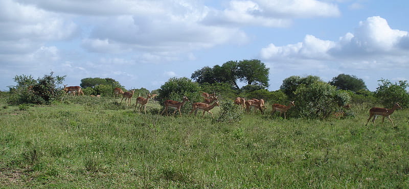 Antelope habitat, ecology, african, ecosystem, antelope, habitat, HD wallpaper