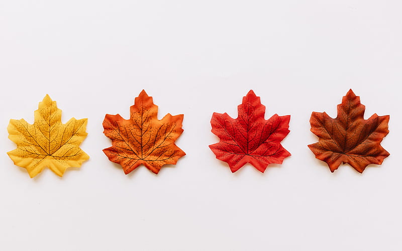 different autumn leaves, maple leaves, autumn colors, leaves on white background, autumn concepts, HD wallpaper