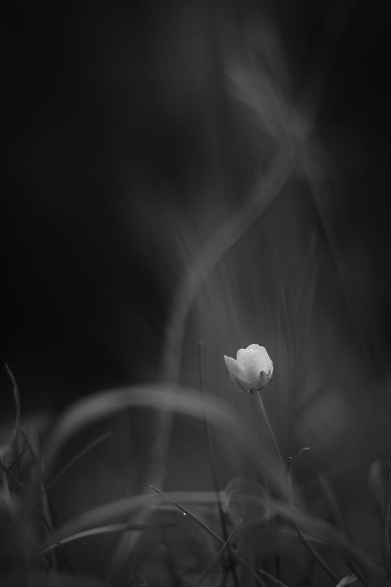 BWNature, black, blur, flower, iphone, nature, sad, samsung, smoke, HD phone wallpaper